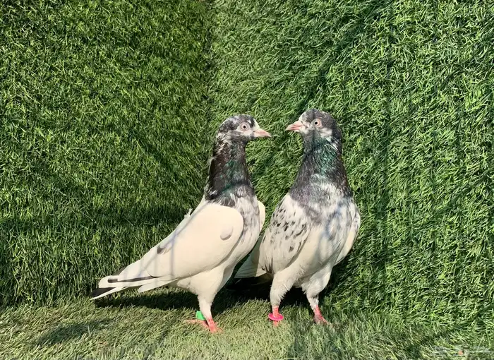 زوج تيدي Top 2