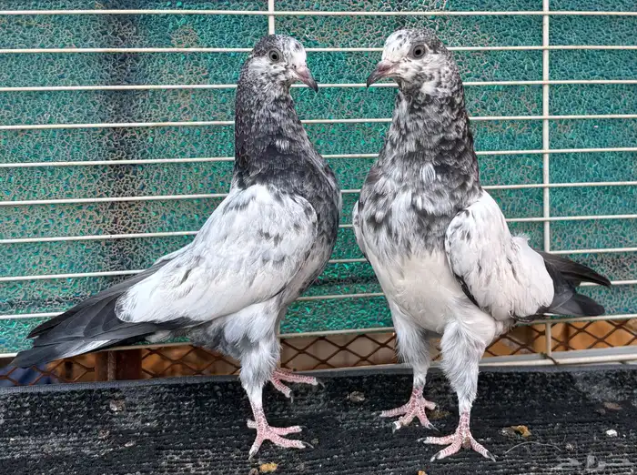 حمام باكستاني 4