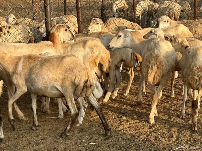 ضان جذعات مناتيج ودفع 6