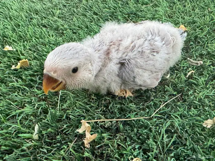 فروخ روز تقبل الغر 6