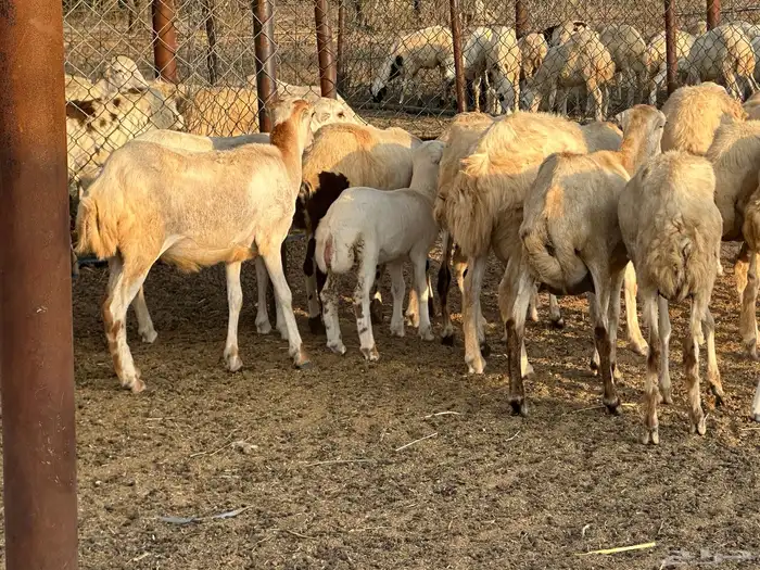 ضان جذعات مناتيج ودفع 2