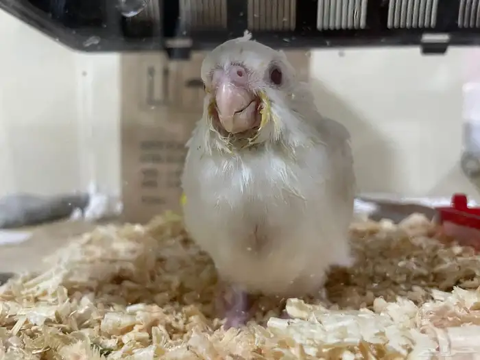 طائر كروان 3