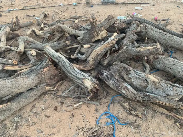 سمر إفريقي ( م. ) شرط نضيف 0