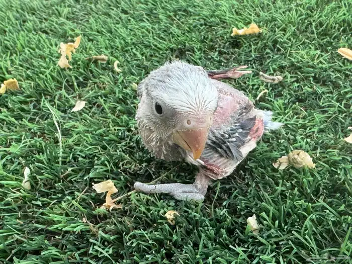 فروخ روز تقبل الغر 8