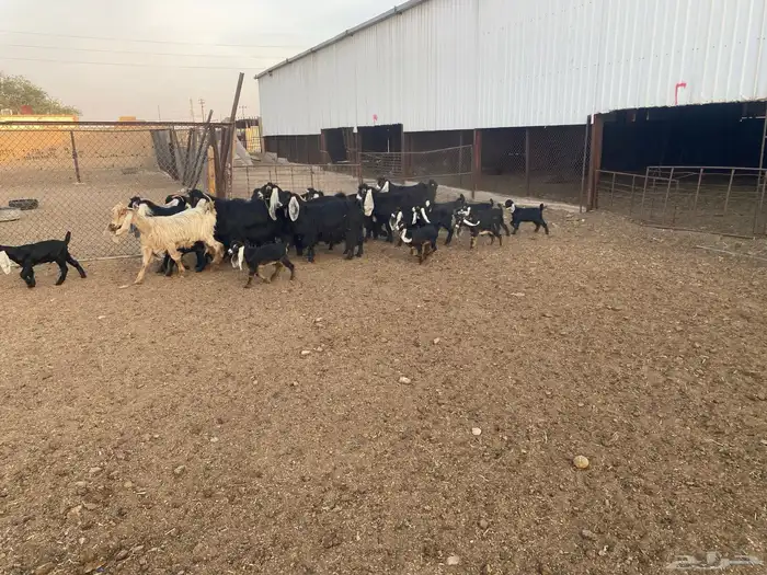 معزاء عوارض متابيع العدد (13) يتبعها (14) 0