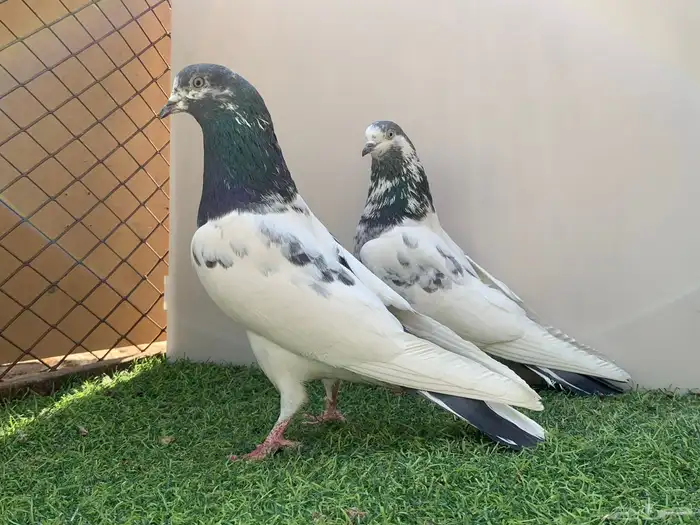 جوز باكستاني تم البيع 3