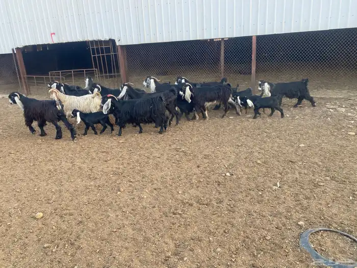 معزاء عوارض متابيع العدد (13) يتبعها (14) 6