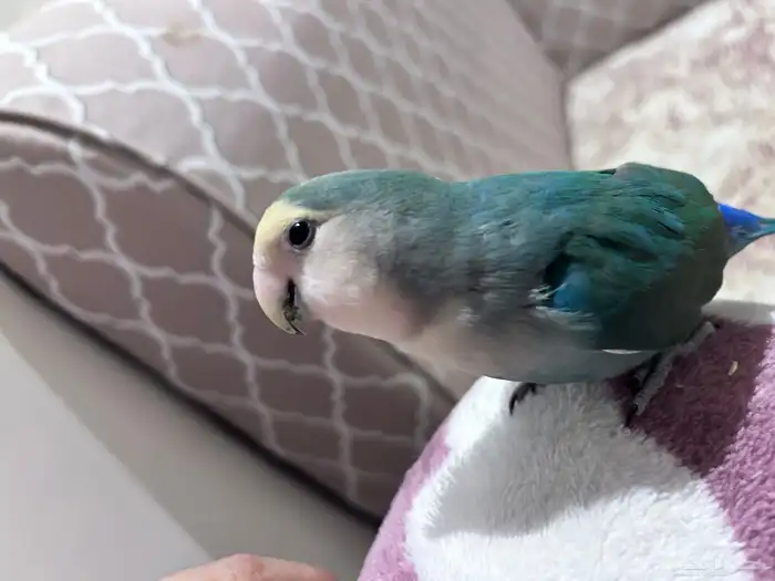 ذكر روز اليف عمره سنه 0