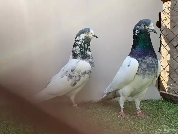 جوز باكستاني تم البيع 1