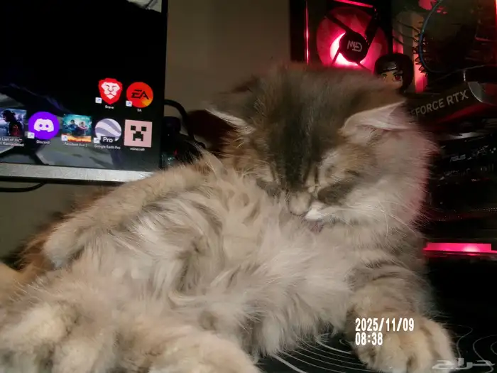 قطوة للتبني 3