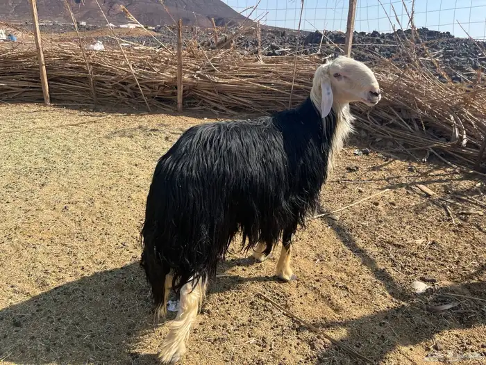 طلي نجدي صنف ومشروط 0