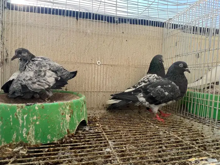 حمام باكستاني مستوى توب 1