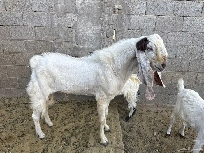 تيس فحل للبيع 0