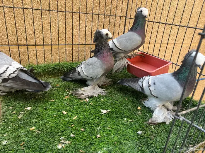 حمام زينة - ساكسون أزرق 2