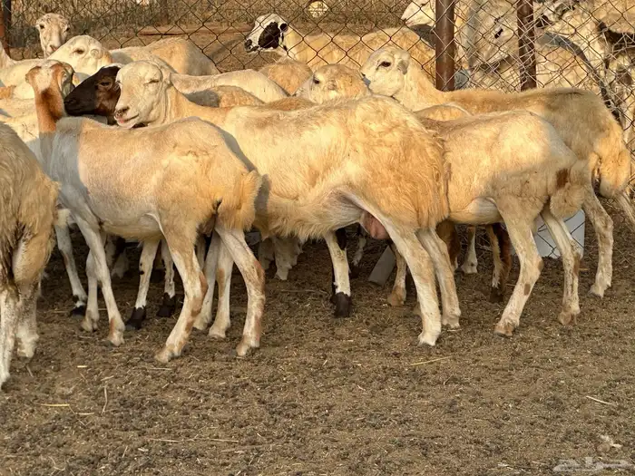 ضان جذعات مناتيج ودفع 4