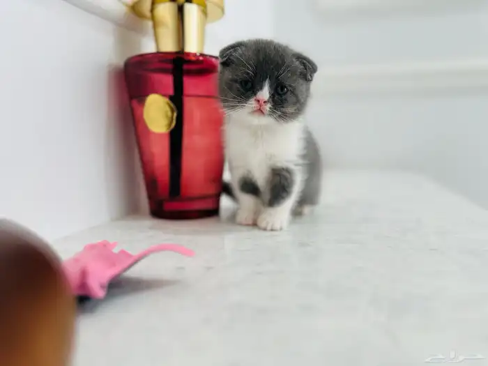 ذكر دبل فولد 0