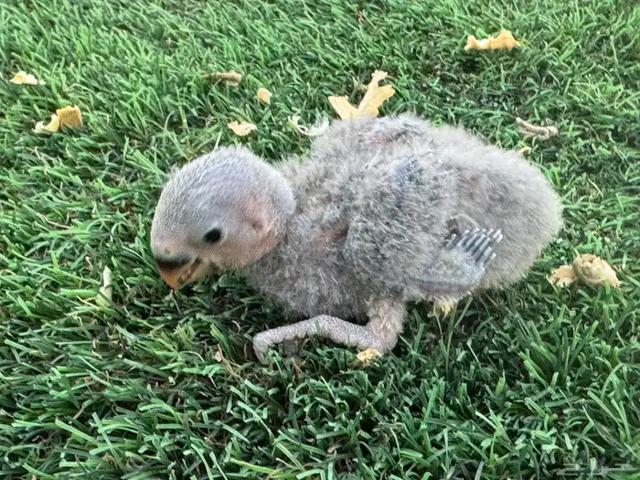 فروخ روز تقبل الغر 5