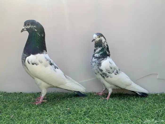 جوز باكستاني تم البيع 0