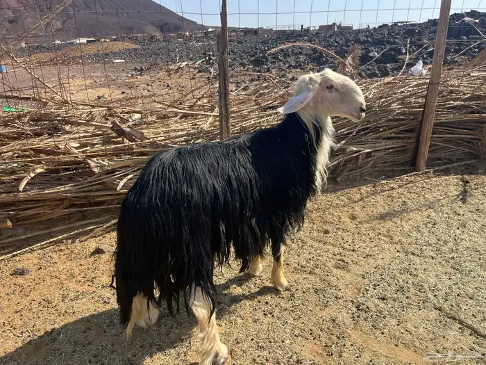 طلي نجدي صنف ومشروط 4