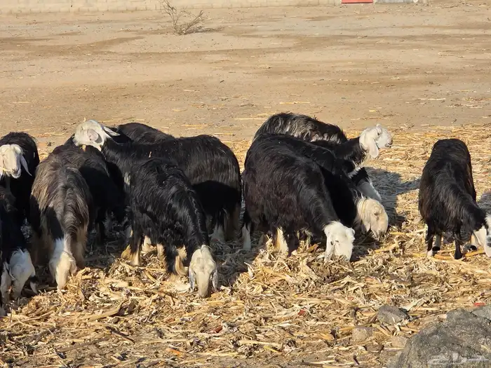 غنم نجد الموقع الثنيه 3