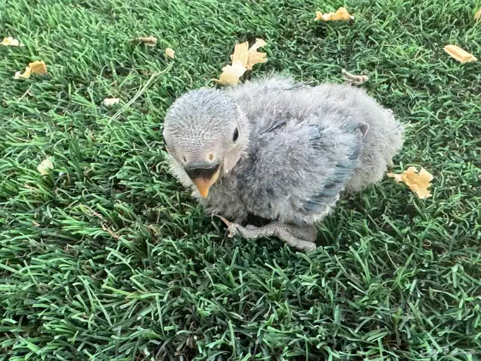 فروخ روز تقبل الغر 4