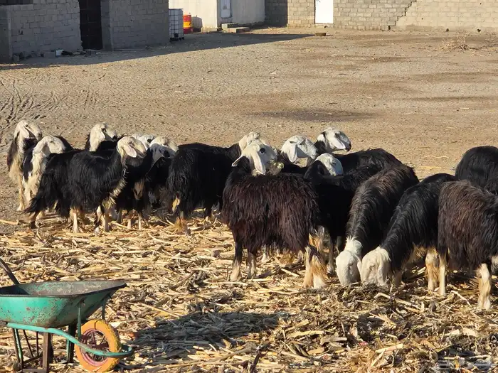 غنم نجد الموقع الثنيه 1