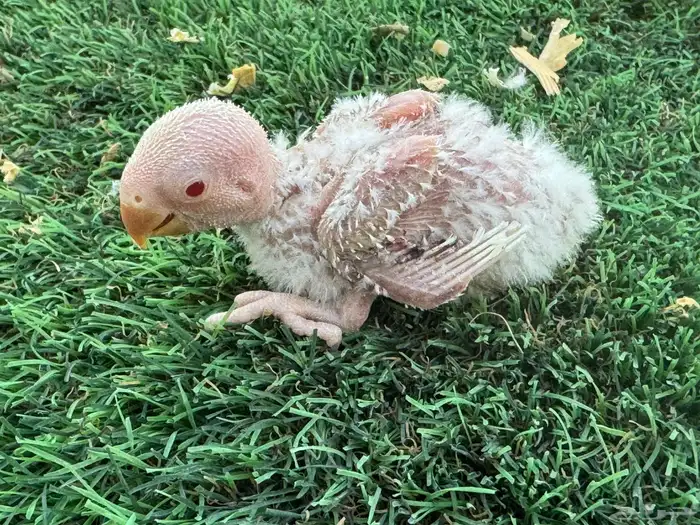 فروخ روز تقبل الغر 9