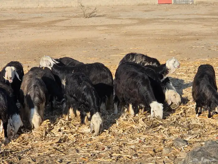 غنم نجد الموقع الثنيه 0