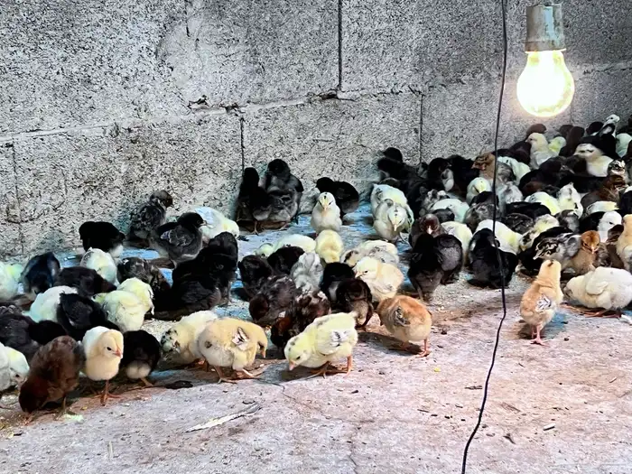 صيصان بلدي 2