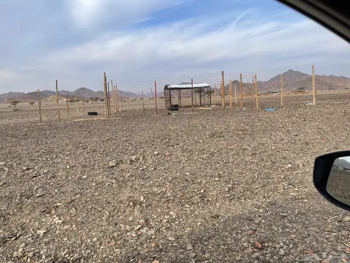 شبوك غنم جديدة للبيع 0