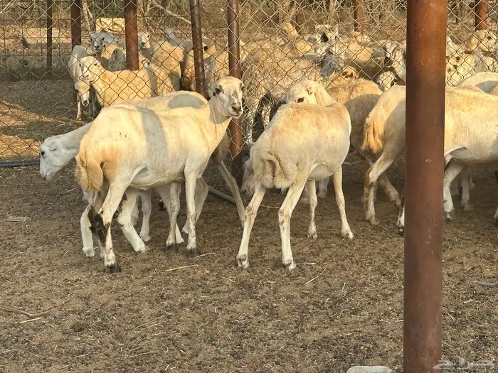 ضان جذعات مناتيج ودفع 7