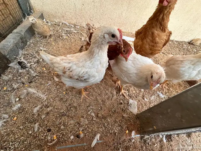 ديوك لوهمان عدد خمسه او سته بيور 1