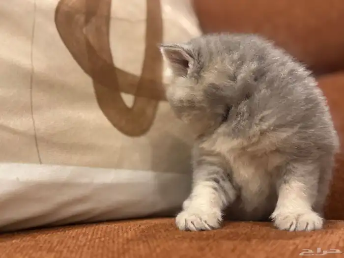 قطه للبيع 11