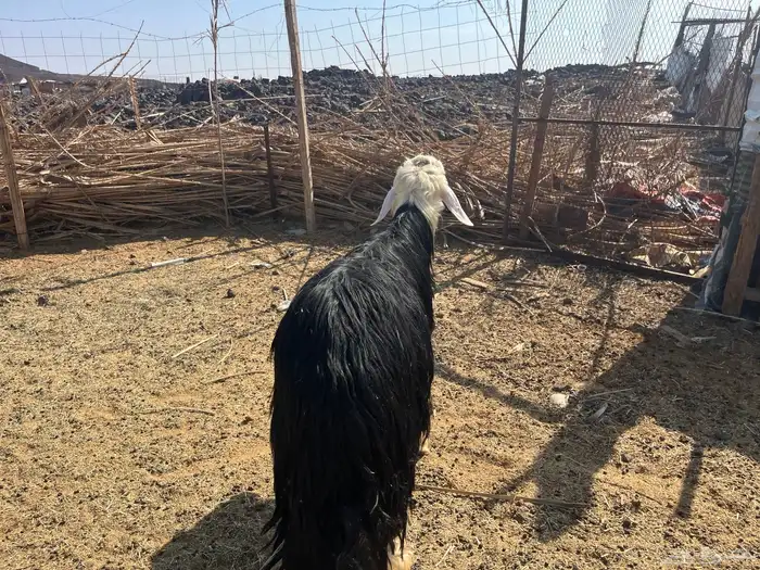 طلي نجدي صنف ومشروط 1