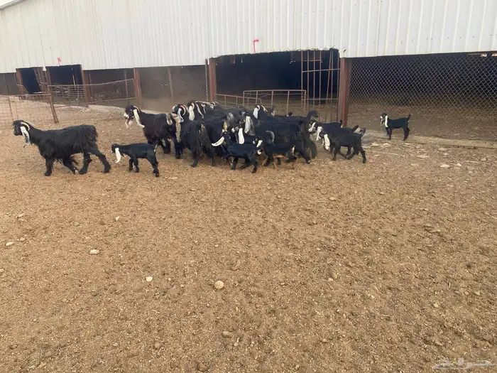 معزاء عوارض متابيع العدد (13) يتبعها (14) 4