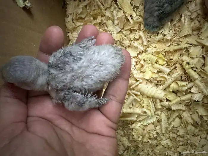 للبيع روز غر الحبه ب 100 حبتين ب 190 6