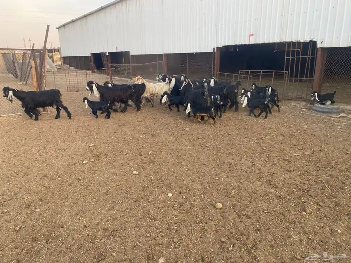 معزاء عوارض متابيع العدد (13) يتبعها (14) 3