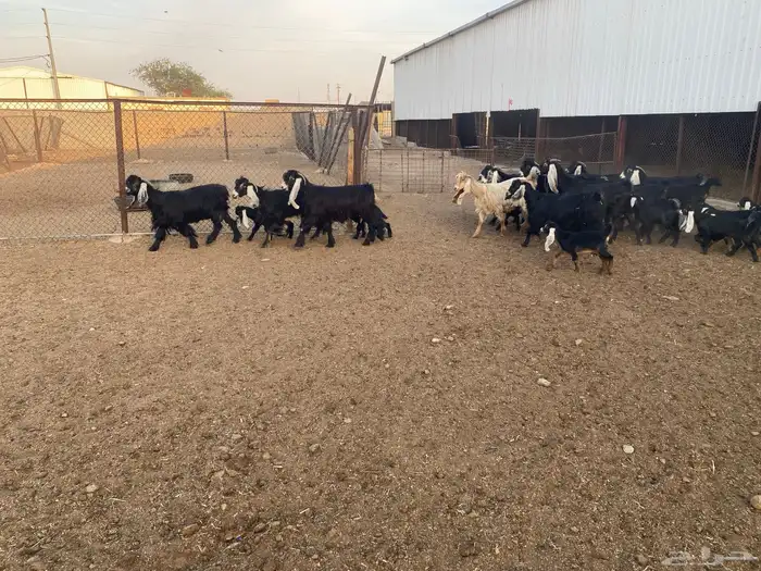 معزاء عوارض متابيع العدد (13) يتبعها (14) 2