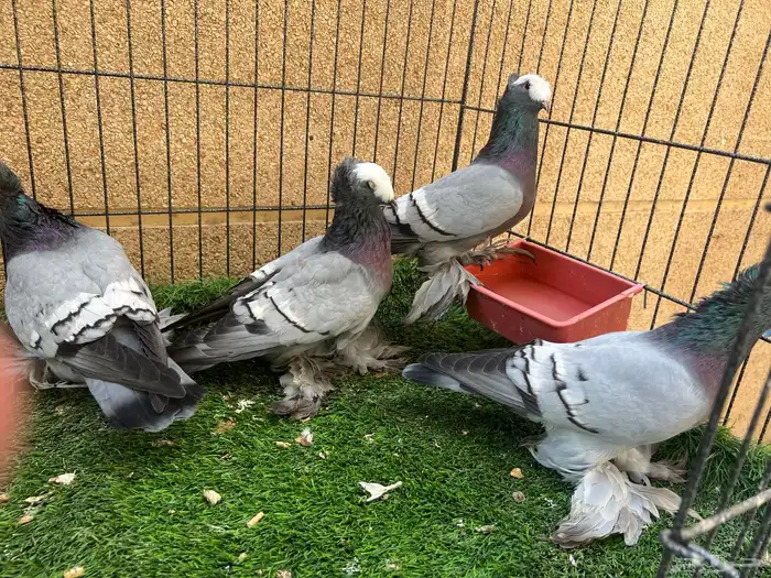 حمام زينة - ساكسون أزرق 0