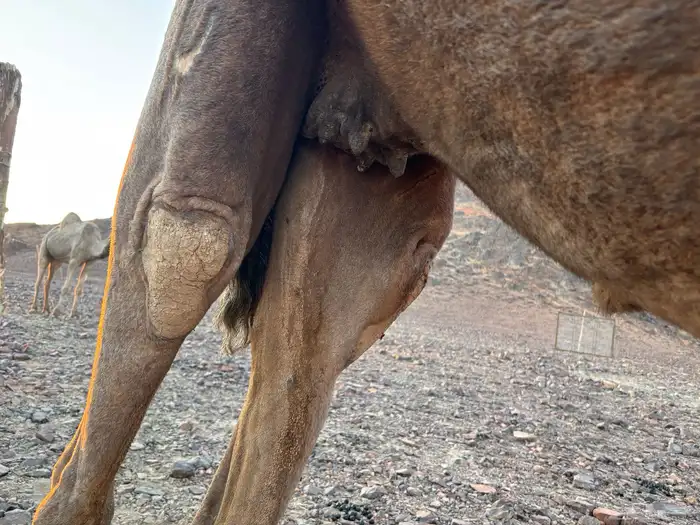 ناقه صفراء ظروبه 2