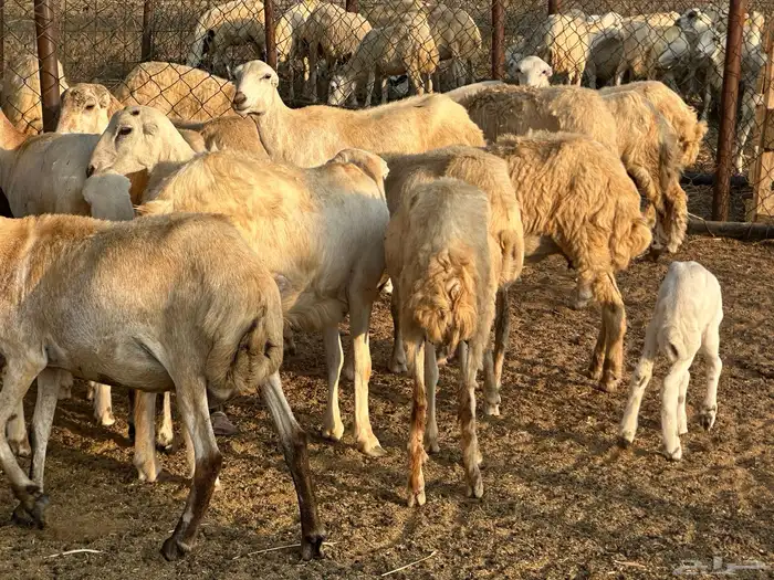 ضان جذعات مناتيج ودفع 3