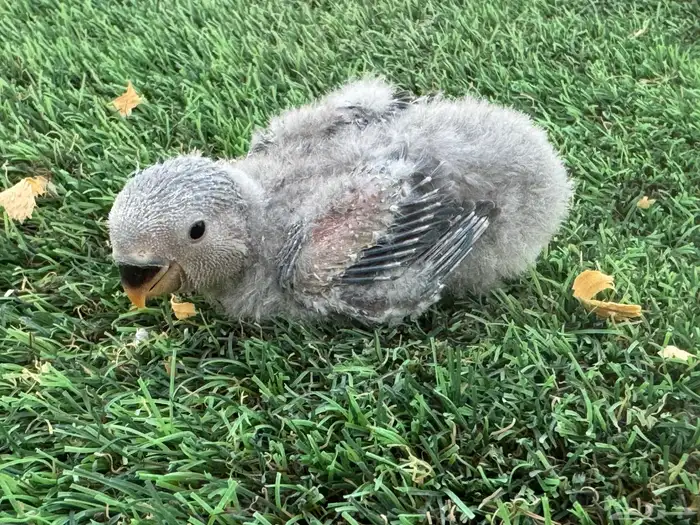 فروخ روز تقبل الغر 0