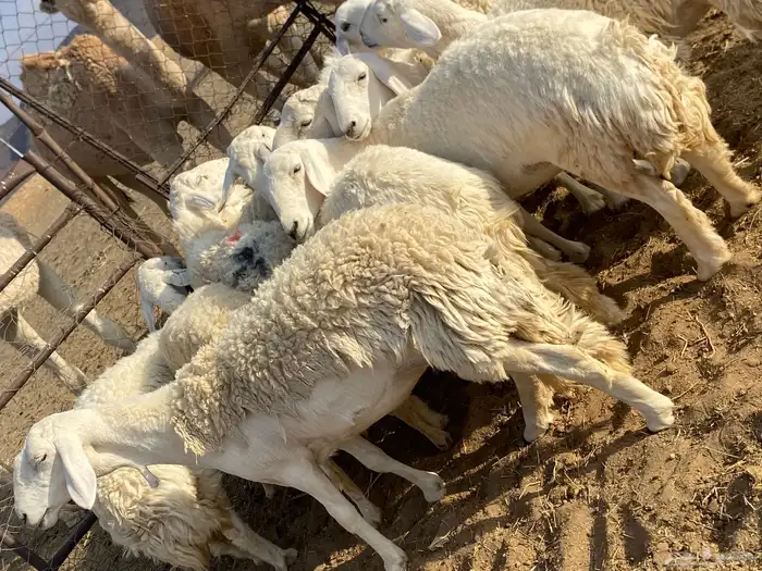 رخال حريات صنف الصنف دفيع 9