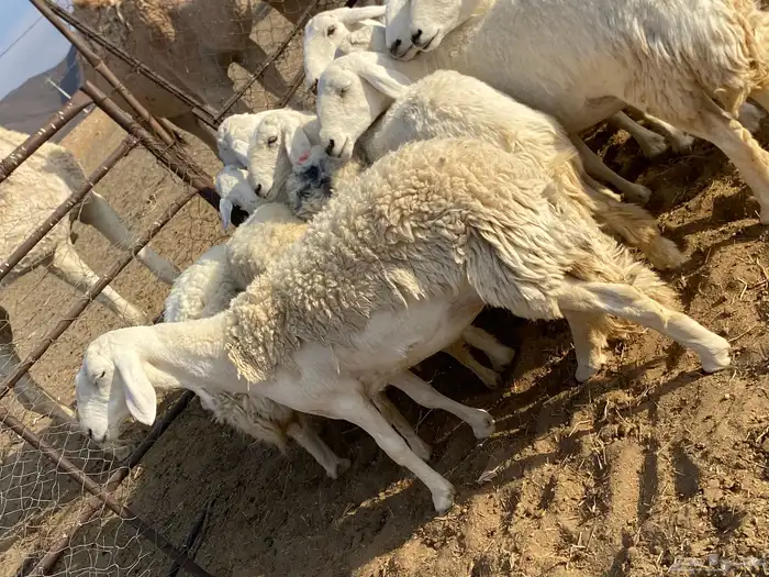 رخال حريات صنف الصنف دفيع 8