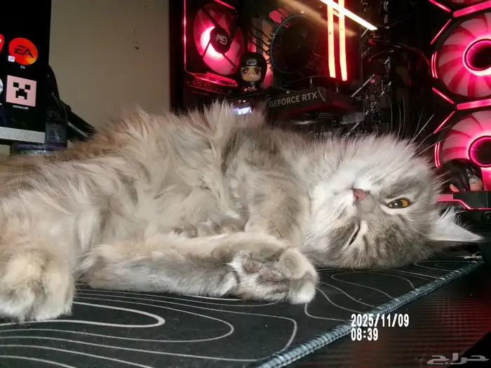 قطوة للتبني 4