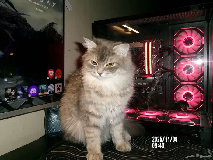 قطوة للتبني 2