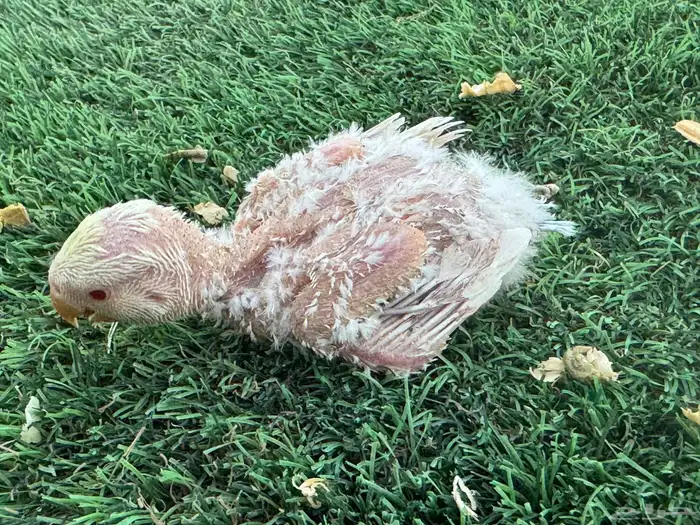 فروخ روز تقبل الغر 10