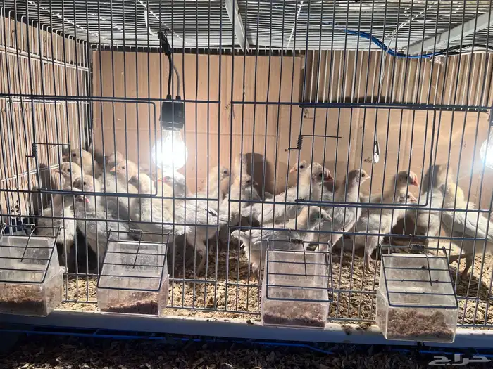 صوص فيومي سيلفر ( تم البيع ) 8