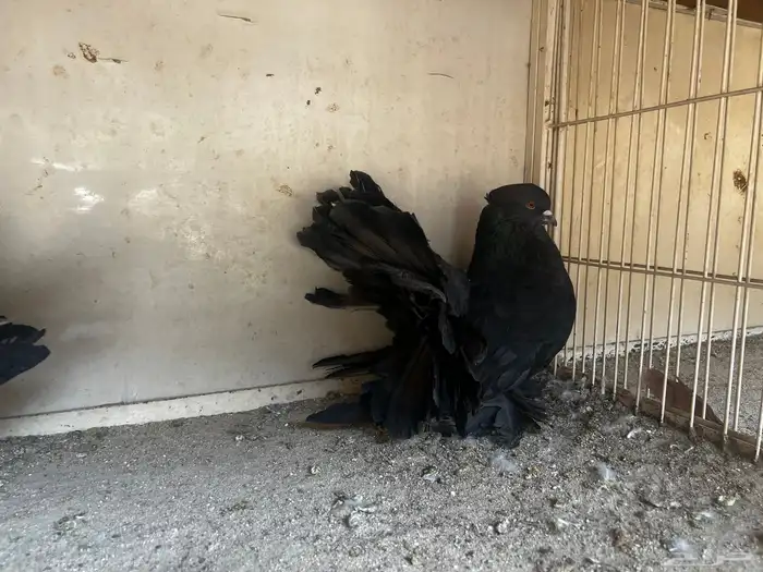 رقاص امريكي 1