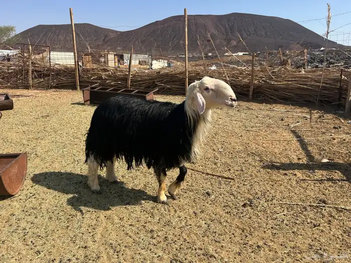 طلي نجدي صنف ومشروط 2